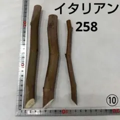 ⑩★イチジク穂木3本★種類…イタリアン258⑩【親木の写真あり・結実実績あり】のサムネイル