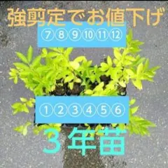 白式部③ シロシキブの実から発芽した充実３年幼苗 抜き苗 1本 白式部⑨ シロシキブの実から発芽した充実3年幼苗 抜き苗 1本 - メルカリ