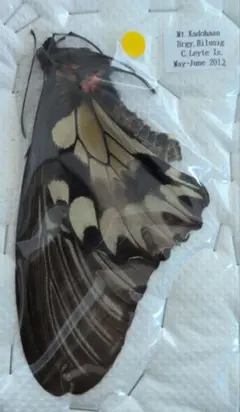 コウトウキシタアゲハ♂5外国産昆虫未展翅標本 蝶 - メルカリ
