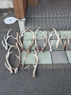 エゾ鹿の角 大きめ 装飾用 シカ ツノ - メルカリ