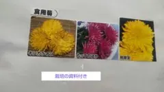 2026年最新】苗の人気アイテム - メルカリ