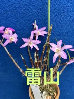 なっぷる専用 グラジオラス原種【ビザンティヌス】 球根 2株以上 花は