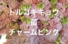 SACHI様 リクエスト 3点 まとめ商品