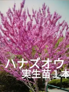 きーちゃん様 リクエスト 2点 まとめ商品