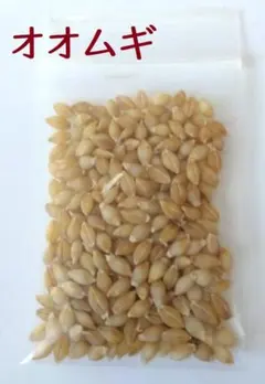 【前年種2倍量】大麦種子 20g 600粒以上 2025年採種 農薬不使用 緑肥