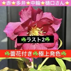 ゆ*る様 3480☘️ラスト2☘️蕾花付き☘️極上発色☘️⭐️赤⭐️多弁⭐️中輪