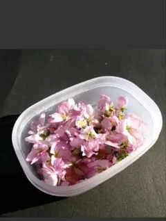 啓翁桜のドライフラワー　1カップ　桜