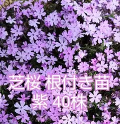 芝桜　根付き苗　紫40株のサムネイル
