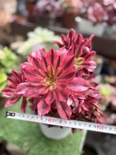 超希少 極上 新品種　魅彩錦　(群生) 法師錦　観葉植物 超希少 極上 新品種 魅彩錦 (群生) 法師錦 観葉植物 （超大品） - メルカリ
