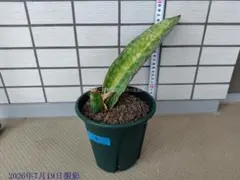 サンスベリア sp. Mafinga variegated C - メルカリ