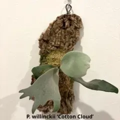 2026年最新】cotton cloud ビカクシダの人気アイテム - メルカリ