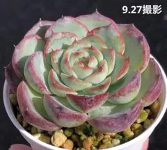 クゥとチャチャ様 リクエスト 2点 まとめ商品