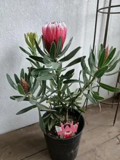 2025年最新】プロテアの人気アイテム - メルカリ