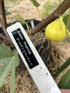 シャーアンバー　　　　　　ゴールデンリバーサイド　　レインボーストライプ ゴールデンリバーサイド レインボーストライプ シャーアンバー