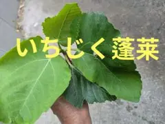 山菜 アマニュウ 種子 100粒 - メルカリ