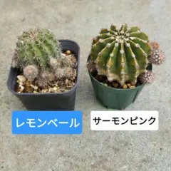 花サボテン　２種　抜き苗のサムネイル