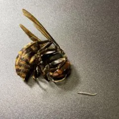 蜂の巣 スズメバチの巣 縁起物 - メルカリ
