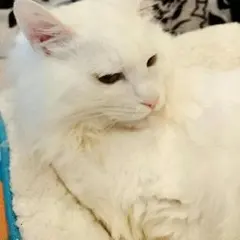 リーボックポンプフューリー26.5cm