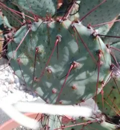 輸入苗 opuntia grandiskk 1985 オプンチア サボテン - メルカリ