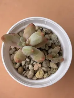 2025年最新】千代田の松 多肉の人気アイテム - メルカリ