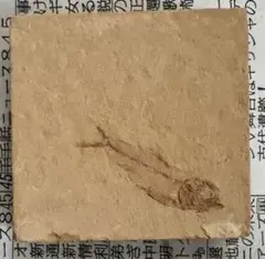 【貴重】 約5000万年前の魚化石 ゴシウテクティスのサムネイル