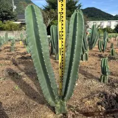 最終値下げ！柱サボテン鬼面角　ブランチ　棘なし　A 発根済み 柱サボテン 鬼面角 ブランチ 発根株 - メルカリ