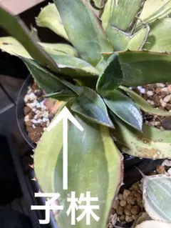 santa様 リクエスト 2点 まとめ商品