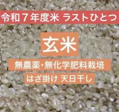 美味しい玄米5キロ】農薬化学肥料不使用 はざ掛け天日干し コシヒカリ