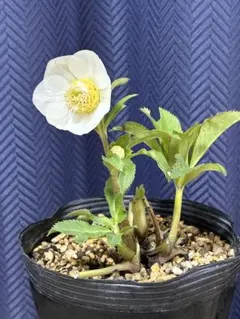 蕾12　認定プリマヴェーラ　セミダブル　クリスマスローズ 蕾12 認定プリマヴェーラ セミダブル クリスマスローズ