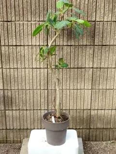 大株】フィカス ベンガレンシス 取り木 発根済み 観葉植物 - メルカリ