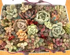 多肉植物　カット苗　寄せ植えセット　ミニ苗　　エケベリア　セダム 匿名配送