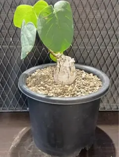 2025年最新】ボンバックスの人気アイテム - メルカリ