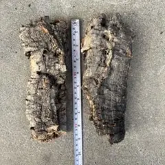 奄美大島産】希少 極上松肌 親株ストック株 古木蘇鉄 全長82センチ