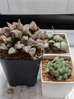 ハオルチア　3苗のサムネイル