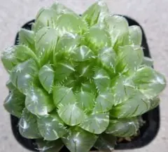 2026年最新】オブツーサ 錦の人気アイテム - メルカリ