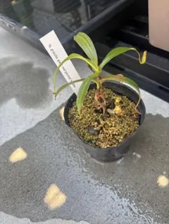 ウツボカズラ　交配種のサムネイル