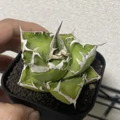 SAD 南アフリカダイヤモンド アガベ チタノタのサムネイル