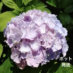 もり子様 リクエスト 2点 まとめ商品