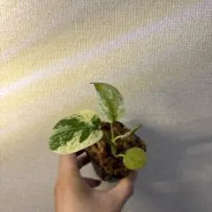 モンステラ　デリシオーサ　ミントのサムネイル