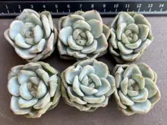 kojiguriririri様 リクエスト 2点 まとめ商品