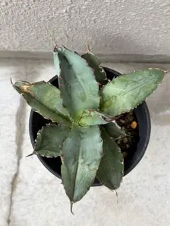 アガベ　チタノタブラックアンドブルー　Agave BB 発育苗のサムネイル