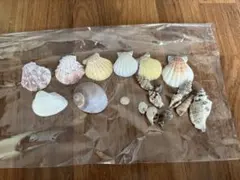 貝殻セット ハンドメイド　素材　材料に