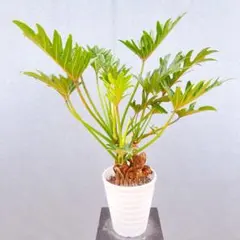 超絶希少 フィロデンドロン ジェニファー斑入り - メルカリ