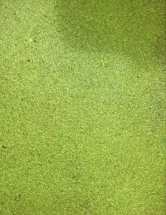 無農薬 10000株以上 大量 アオウキクサ 60cm水槽2杯分 匿名配送のサムネイル
