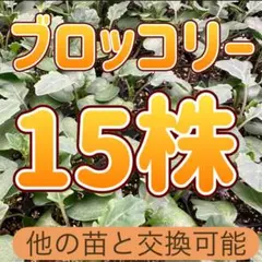 値下げブロッコリー 育苗中農薬不使用