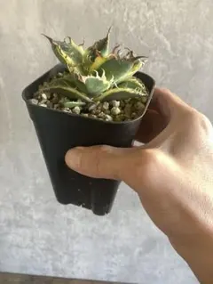 2025年最新】シーザー錦の人気アイテム - メルカリ