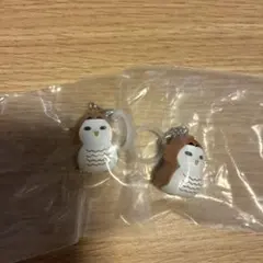 ハイキュー！！　赤葦ふくろう