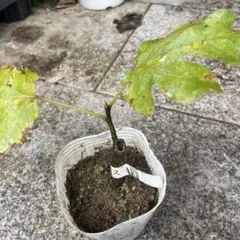 2025年最新】いちじく smithの人気アイテム - メルカリ