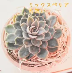 2025年最新】おらいさん苗 青札の人気アイテム - メルカリ