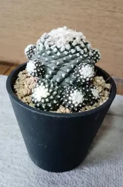 多肉植物 サボテン　コピアポア テヌイシマのサムネイル